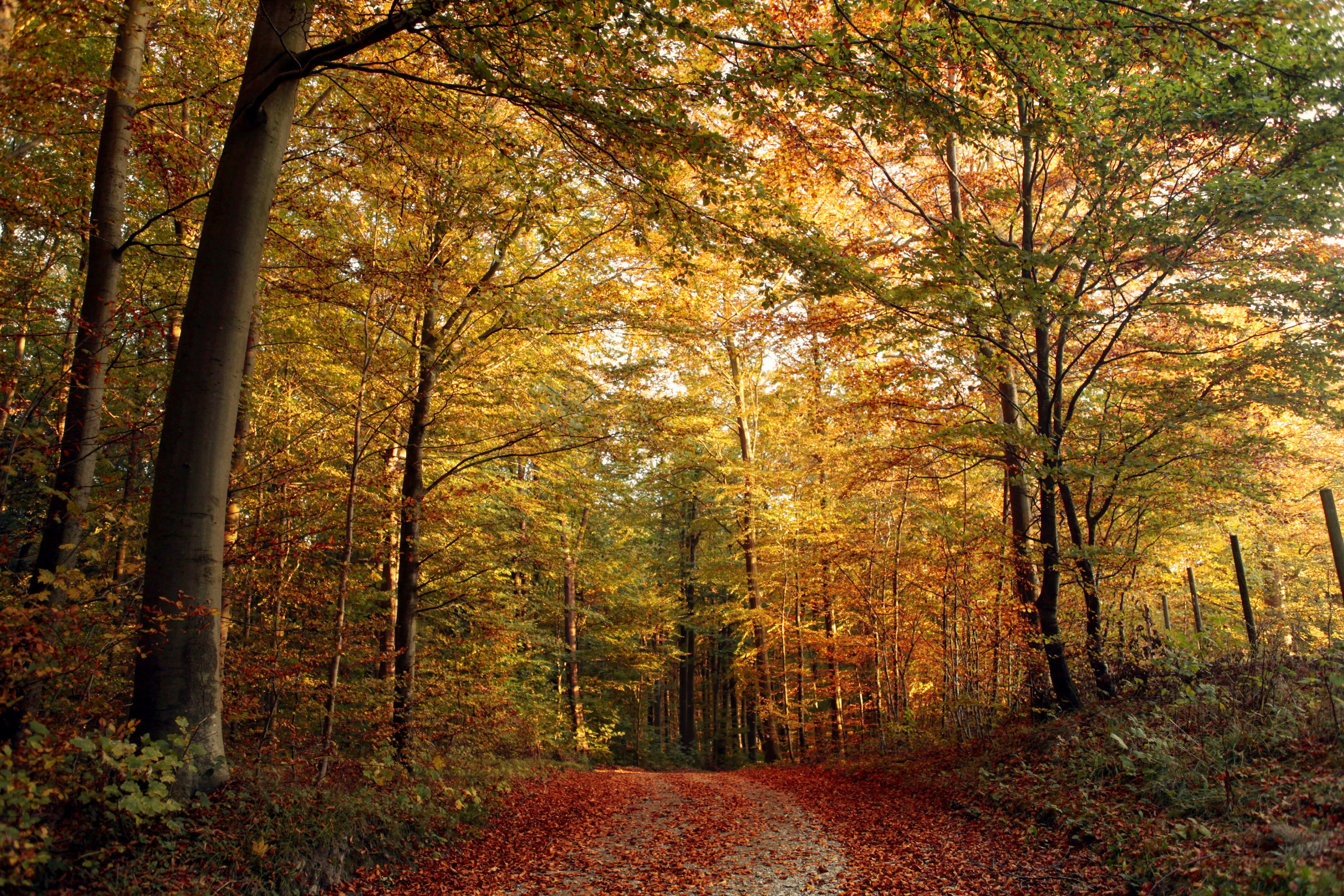 Image of an autumn forest by Louise Pilgaard